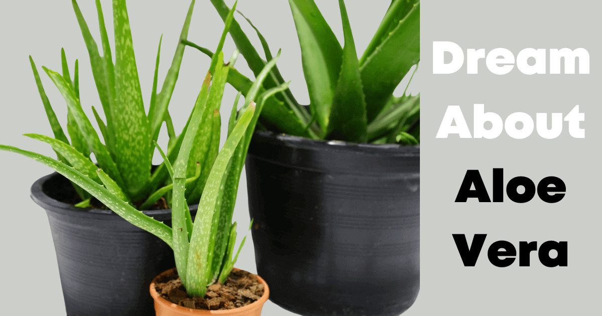 Dream About Aloe Vera