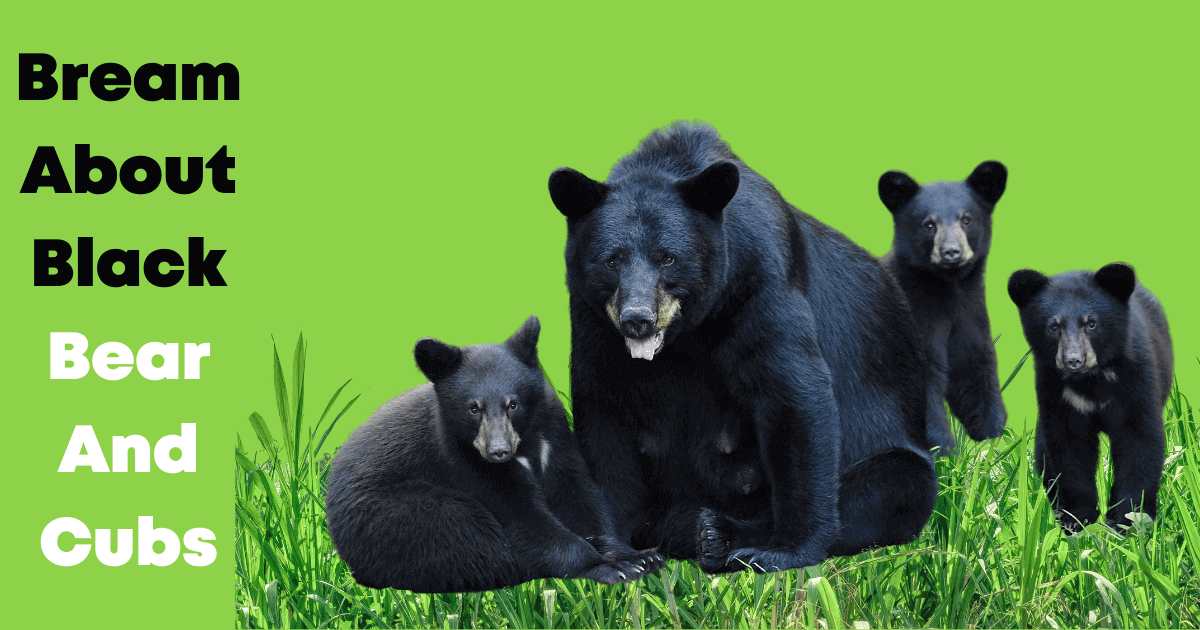 Dream About Black Bear And Cubs