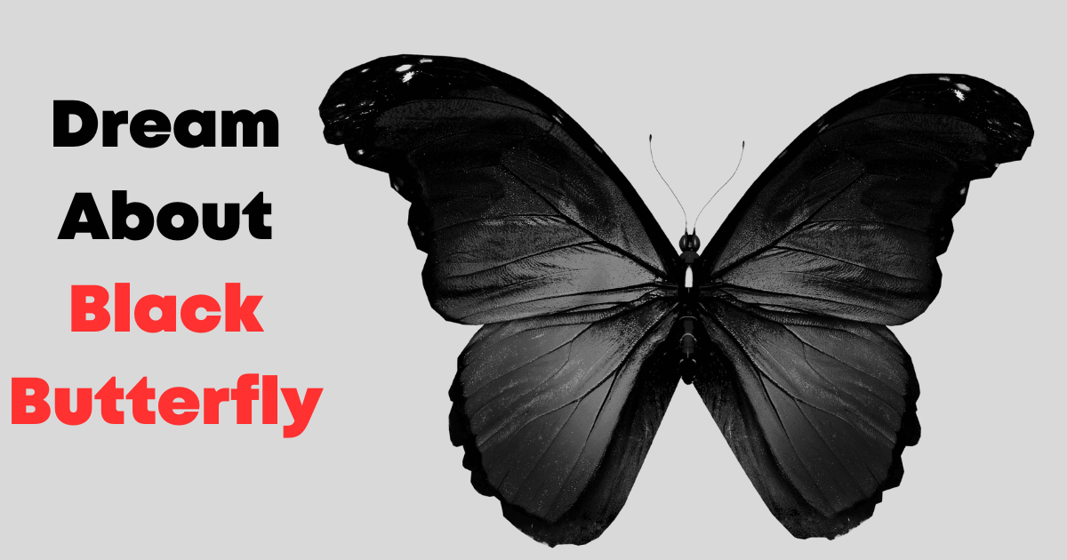 Dream About Black Butterfly