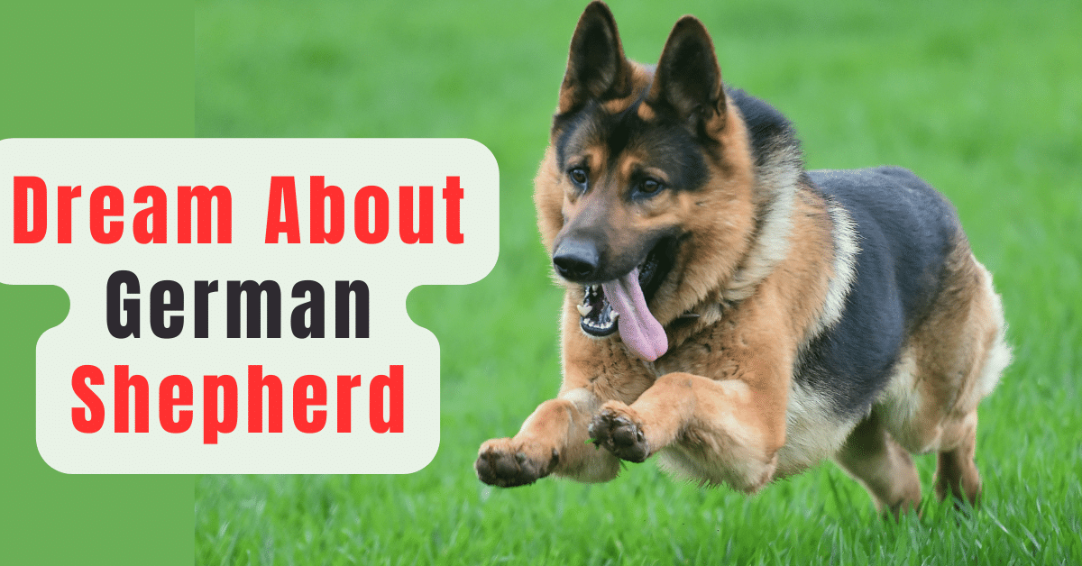 Dream About German Shepherd