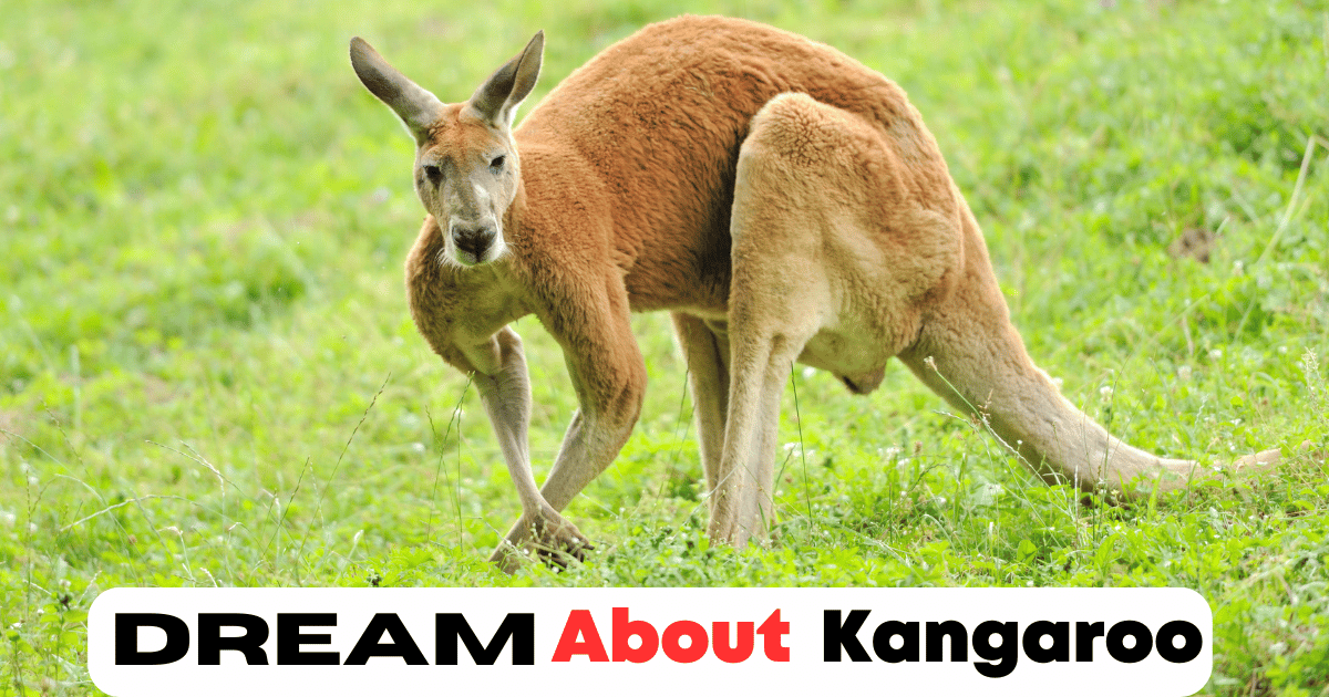 Dream About Kangaroo