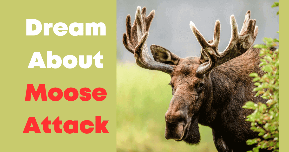 Dream About Moose Attack