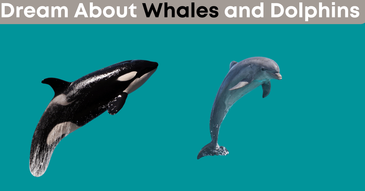 Dream About Whales and Dolphins