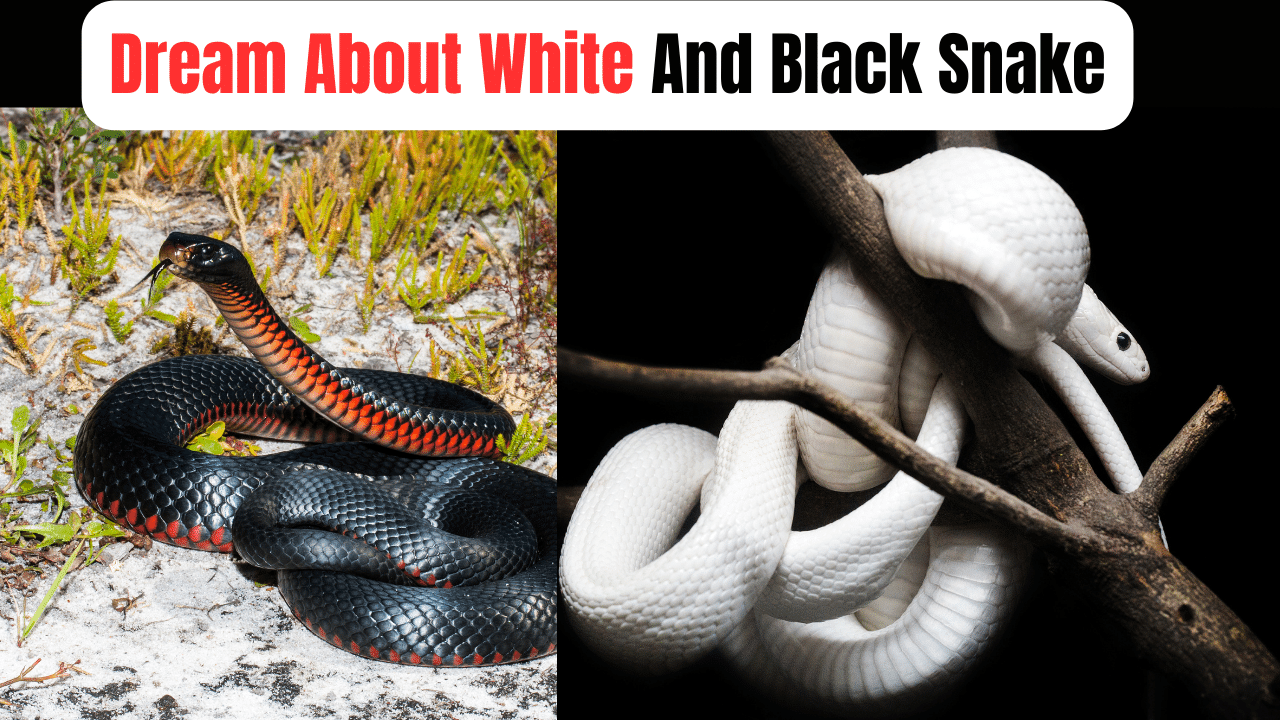 Dream About White And Black Snake