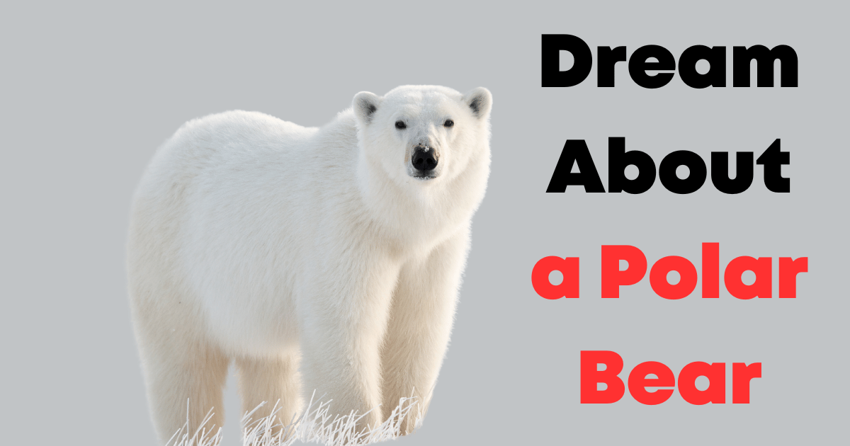 Dream About a Polar Bear