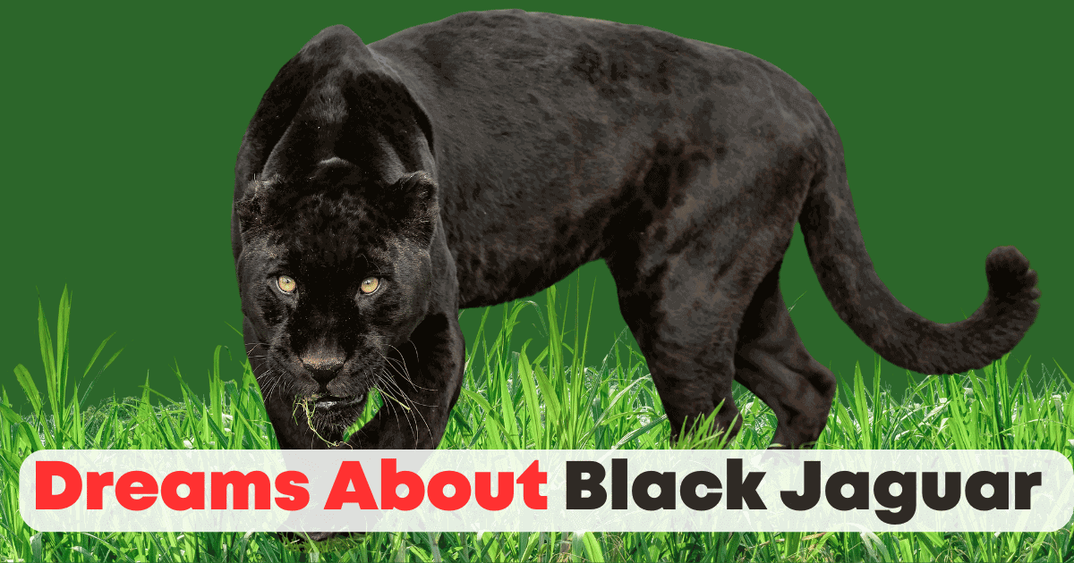 Dreams About Black Jaguar