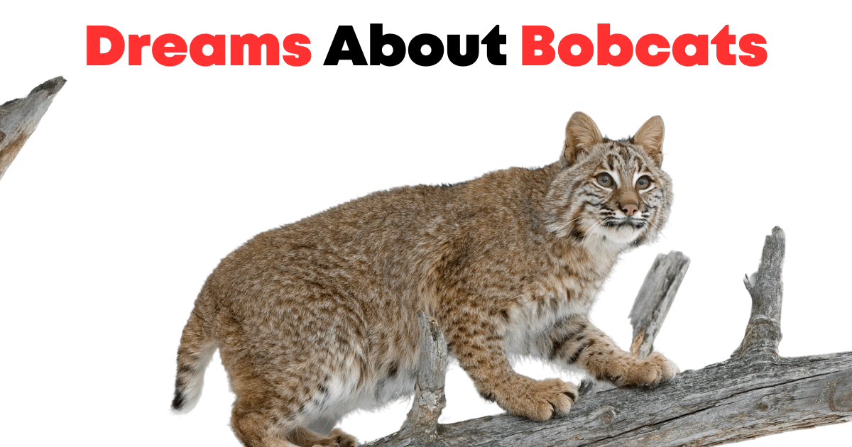 Dreams About Bobcats