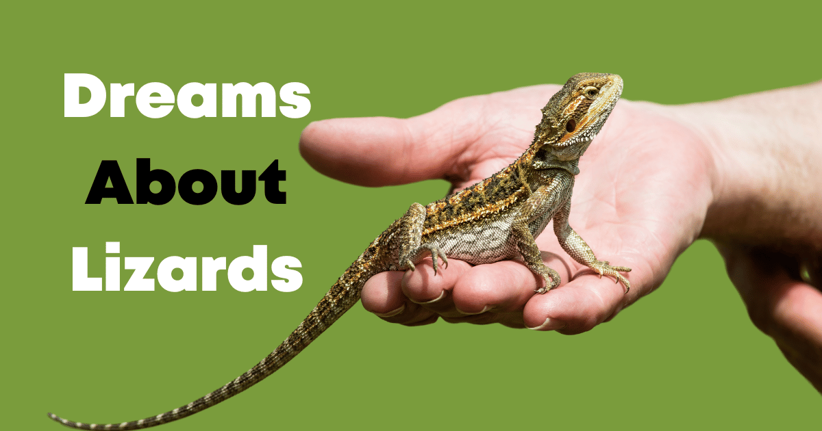 Dreams About Lizards