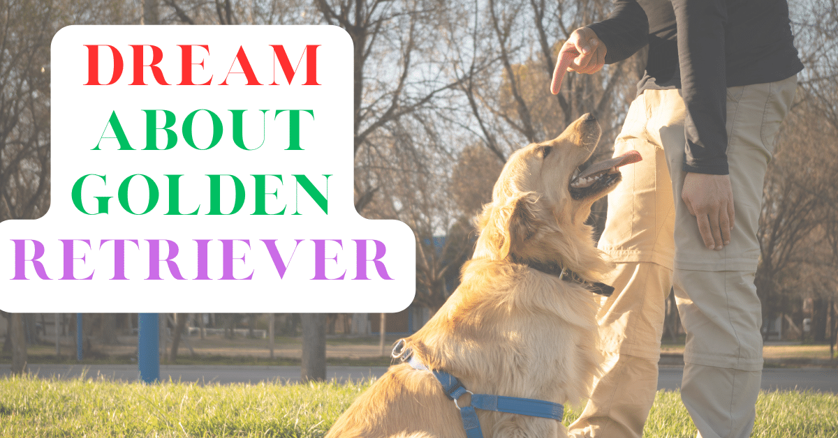 dream about golden retriever