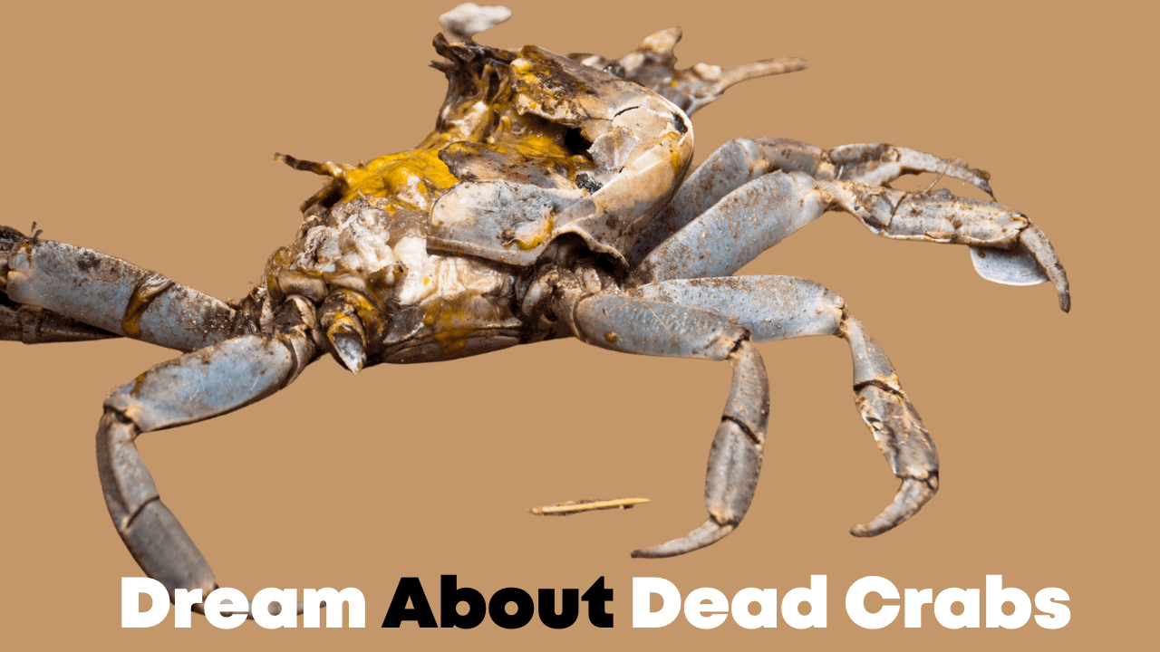 Dream About Dead Crabs