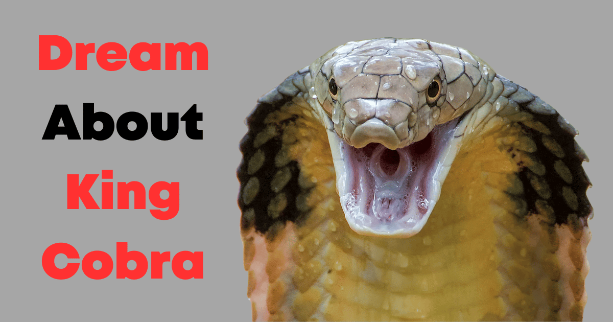 Dream About King Cobra