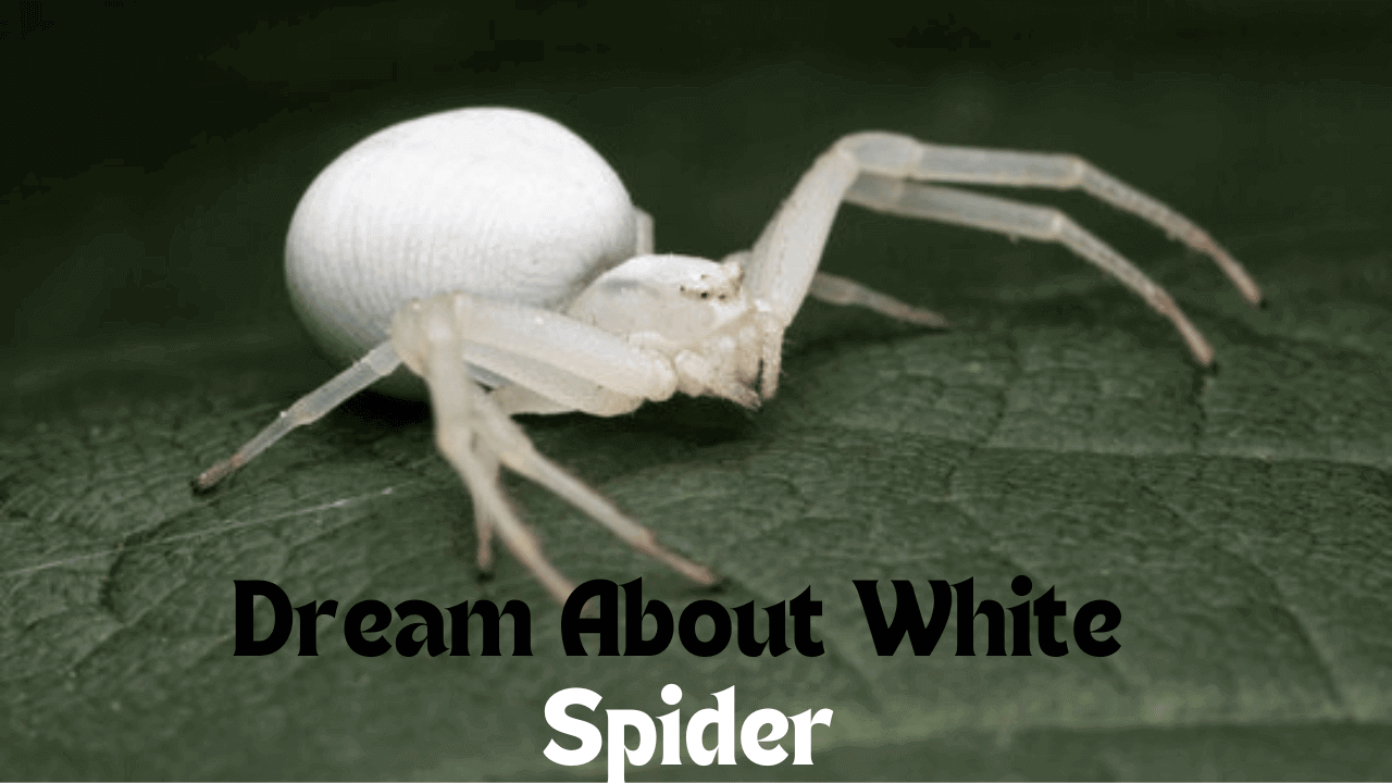 Dream About White Spider