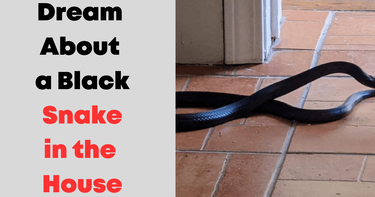 Dream About a Black Snake in the House