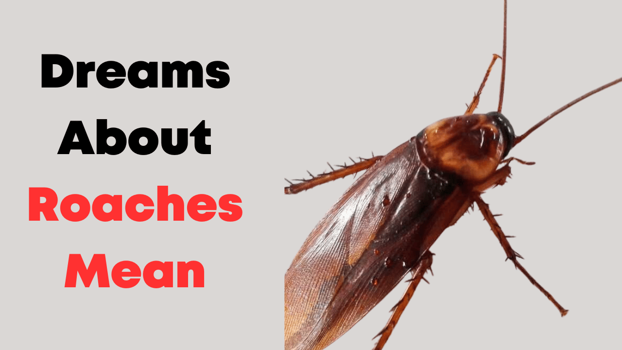 Dreams About Roaches Mean