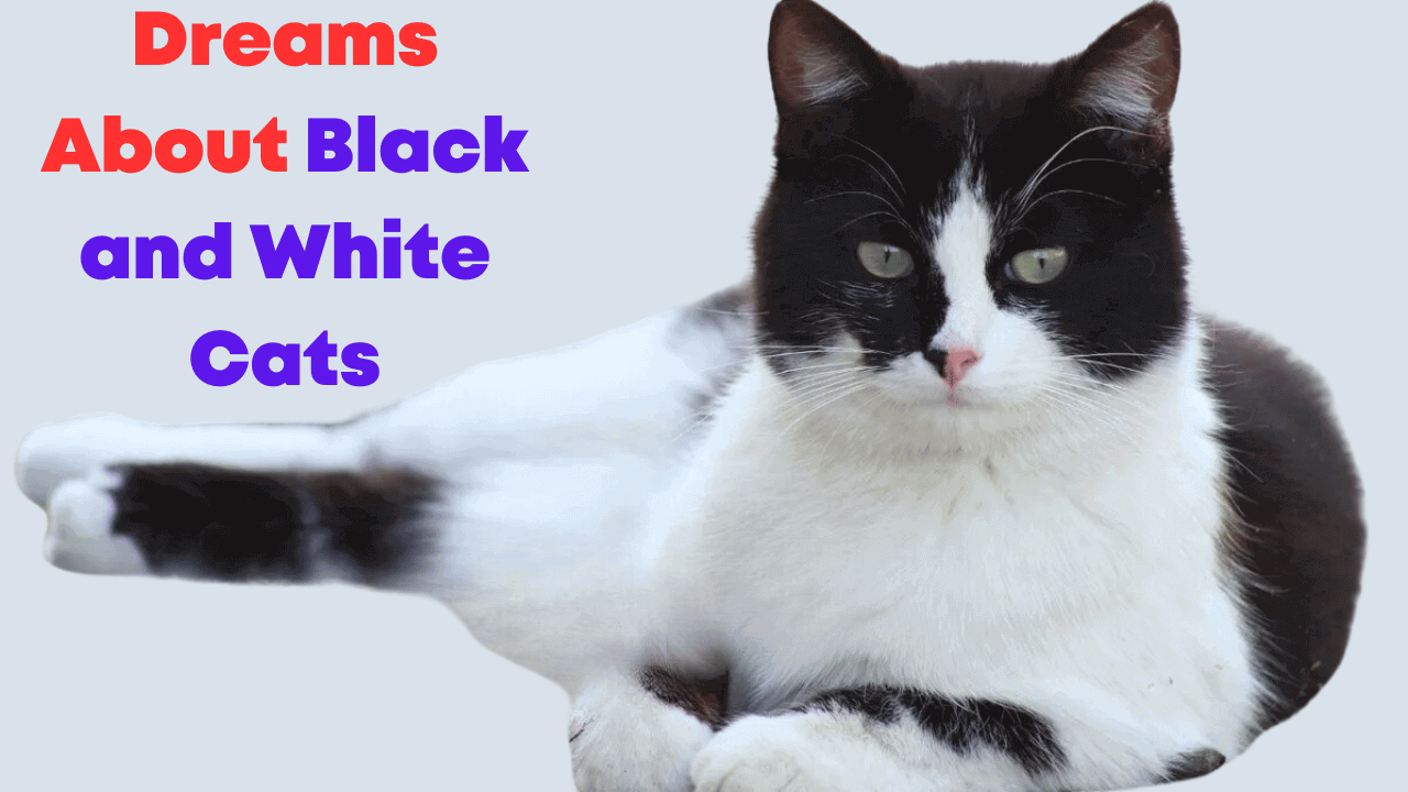 Dreams About Black and White Cats