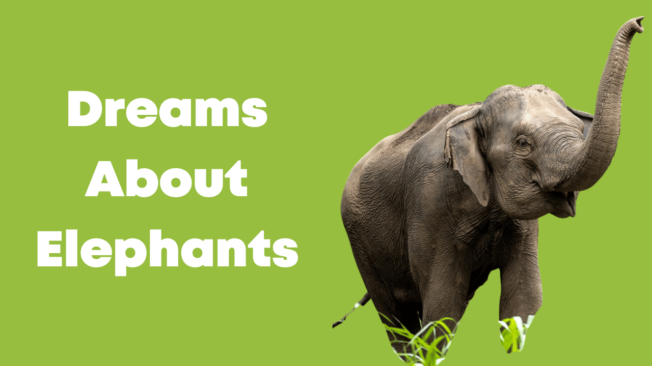 Dreams About Elephants